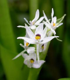   Heteranthera reniformis  flowers; photo: S.L. Winterton 