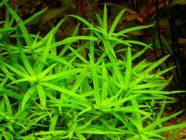   Heteranthera zosterifolia , submersed; photo: S.L. Winterton 