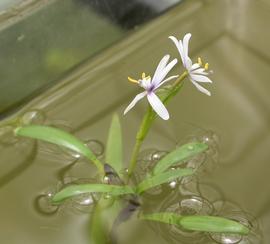   Heteranthera zosterifolia  inflorescence; photo: S.L. Winterton 