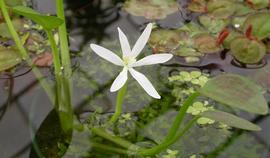   Heteranthera limosa  emersed flower; photo: S.L. Winterton 