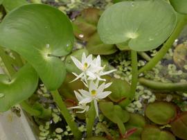   Heteranthera reniformis  flowers; photo: S.L. Winterton 