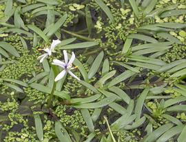   Heteranthera zosterifolia  emersed leaves and flowers; photo: S.L. Winterton 