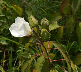   Hibiscus moscheutos  inflorescence; photo: S.L. Winterton 