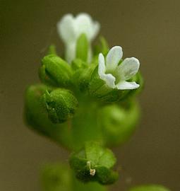   Hottonia inflata  flowers; photo copy; C.S. Lewallen 