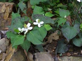   Houttuynia cordata ; photo: S.L. Winterton 