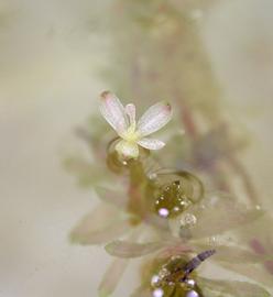   Hydrilla verticillata  female flower, floating; photo: S.L. Winterton 