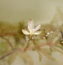   Hydrilla verticillata  female flower, floating; photo: S.L. Winterton 