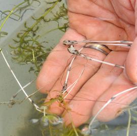   Hydrilla verticillata  tubers; photo: S.L. Winterton 