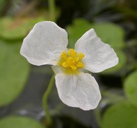   Hydrocharis dubia  flower; photo: S.L. Winterton 