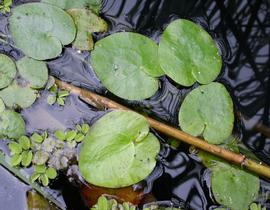   Hydrocharis dubia , floating; photo: S.L. Winterton 