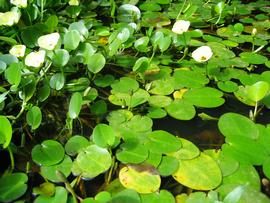   Hydrocleys nymphoides , emersed and floating; photo: S.L. Winterton 