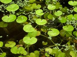   Hydrocotyle leucocephala , emersed; photo: S.L. Winterton 