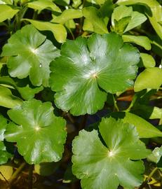   Hydrocotyle ranunculoides  leaves; photo: S.L. Winterton 