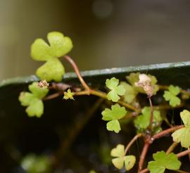   Hydrocotyle sibthorpioides  inflorescence; photo: S.L. Winterton 