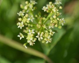   Hydrocotyle  sp. flowers; photo: S.L. Winterton 