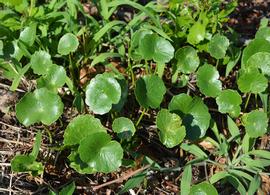   Hydrocotyle  sp., emersed; photo: S.L. Winterton 