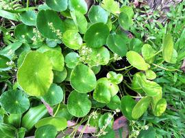   Hydrocotyle  sp.; photo: S.L. Winterton 