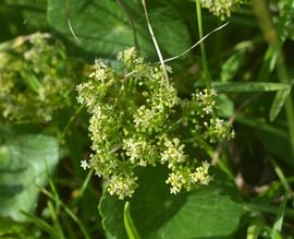   Hydrocotyle  sp. inflorescence; photo: S.L. Winterton 