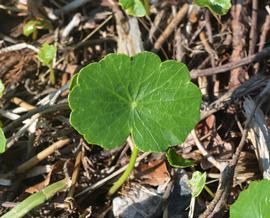   Hydrocotyle  sp. leaf; photo: S.L. Winterton 