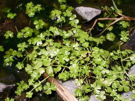   Hydrocotyle tripartita , emersed; photo: S.L. Winterton 