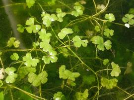   Hydrocotyle tripartita , submersed; photo: S.L. Winterton 