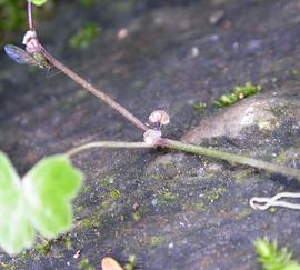   Hydrocotyle tripartita  inflorescence; photo: S.L. Winterton 