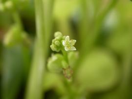   Hydrocotyle verticillata  flower; photo: S.L. Winterton 