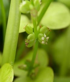   Hydrocotyle verticillata  fruit; photo: S.L. Winterton 