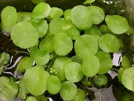   Hydrocotyle verticillata , emersed; photo: S.L. Winterton 