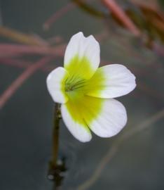   Hydrotriche hottoniiflora  flower; photo: S.L. Winterton 