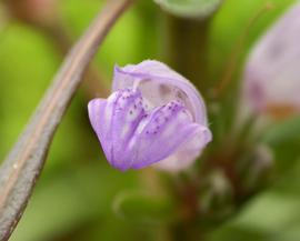   Hygrophila  sp. #39;Araguaia#39; flower; photo: S.L. Winterton 