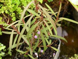   Hygrophila  sp. #39;Araguaia#39;, emersed; photo: S.L. Winterton 