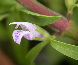   Hygrophila balsamica  flower; photo: S.L. Winterton 