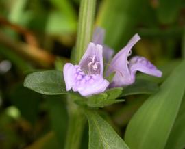   Hygrophila balsamica  flower; photo: S.L. Winterton 