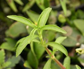   Hygrophila balsamica , emersed; photo: S.L. Winterton 