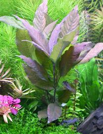   Hygrophila corymbosa  var. #39;Cherry Leaf#39;, submersed; photo: S.L. Winterton 