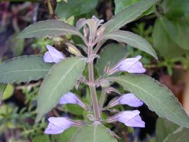   Hygrophila corymbosa  inflorescence; photo: S.L. Winterton 