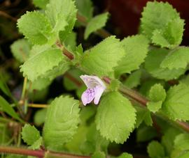   Hygrophila difformis  flower; photo: S.L. Winterton 