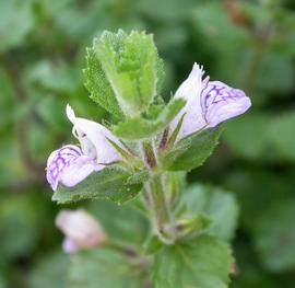   Hygrophila difformis  inflorescence; photo: S.L. Winterton 