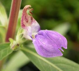   Hygrophila odora  flower; photo: S.L. Winterton 