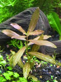   Hygrophila polysperma , submersed; photo: S.L. Winterton 