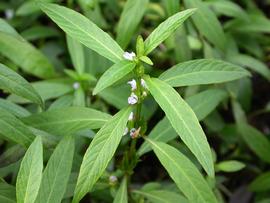   Hygrophila salicifolia , emersed; photo: S.L. Winterton 