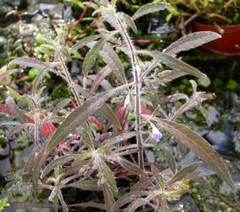   Hygrophila  sp., emersed; photo: S.L. Winterton 