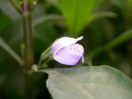   Hygrophila stricta  flower; photo: S.L. Winterton 