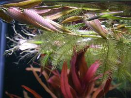   Hygroryza aristata  inflated leaf sheaths and roots, floating; photo: S.L. Winterton 