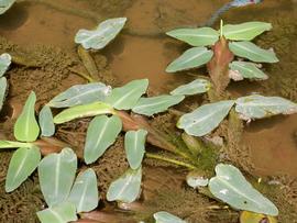   Hygroryza aristata , floating; photo: S.L. Winterton 