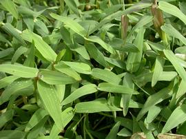   Hygroryza aristata , culms ascending, emersed; photo: S.L. Winterton 