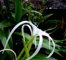   Hymenocallis  sp. flower; photo copy; Sarah Hoogwater 