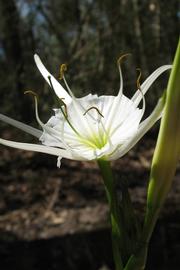   Hymenocallis liriosme  flower; photo copy; Layla Dishman 