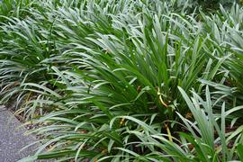   Hymenocallis littoralis , emersed; photo: S.L. Winterton 